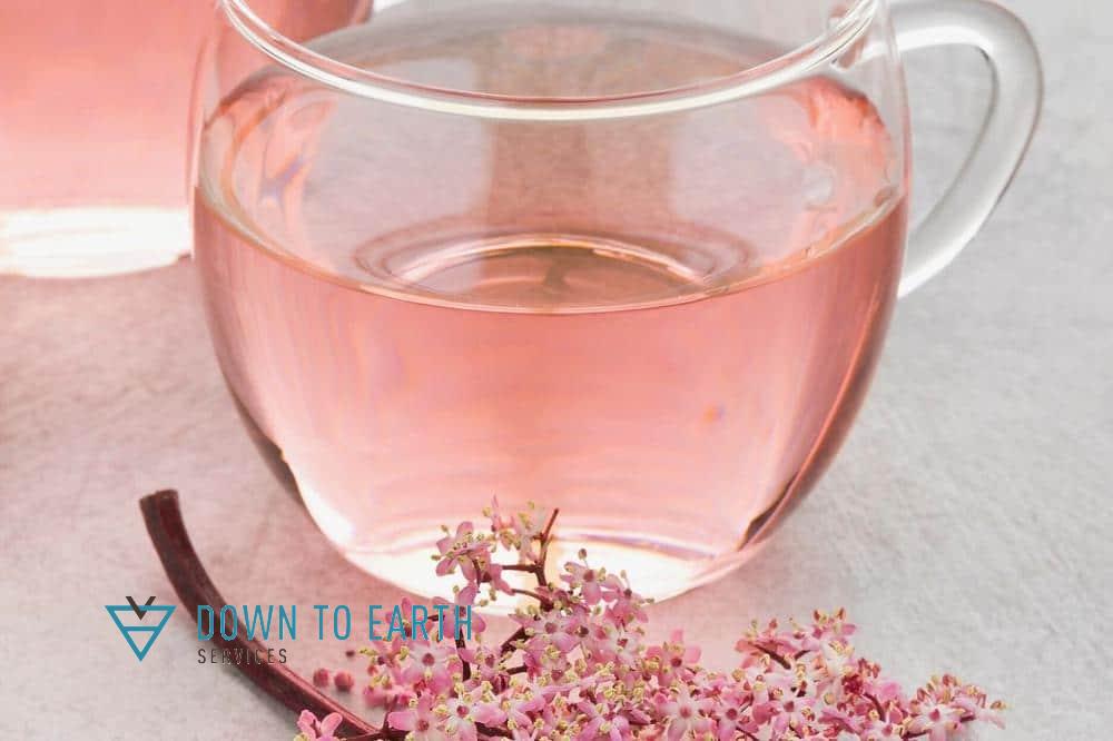 wild edibles elderberry tea